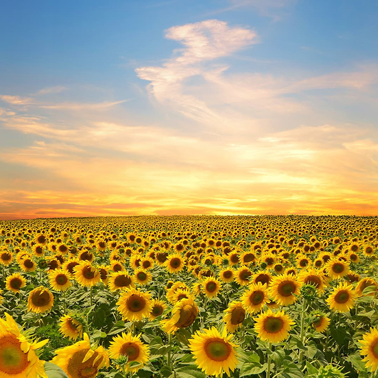 seo始終堅持結果化服務(wù)，讓企業(yè)都能享有營(yíng)銷(xiāo)創(chuàng  )造的價(jià)值！